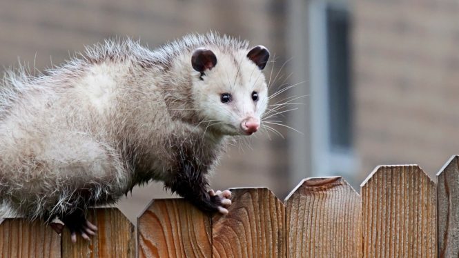 ARE OPOSSUMS DANGEROUS?