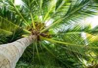 Top 9 Types of Palm Tree