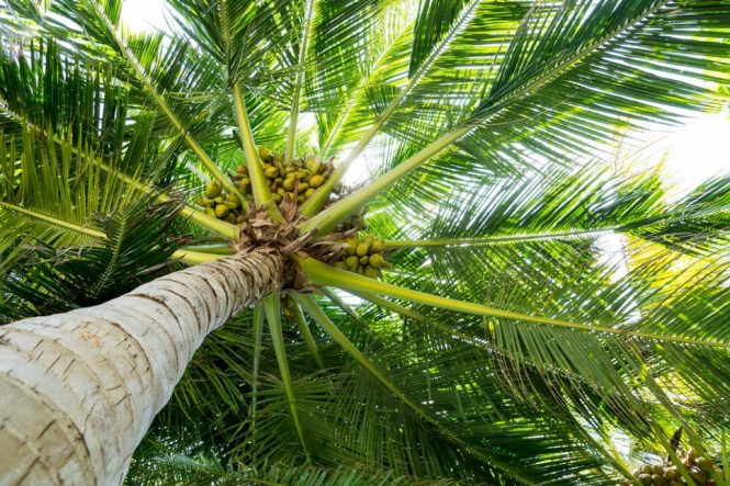 Top 9 Types of Palm Tree