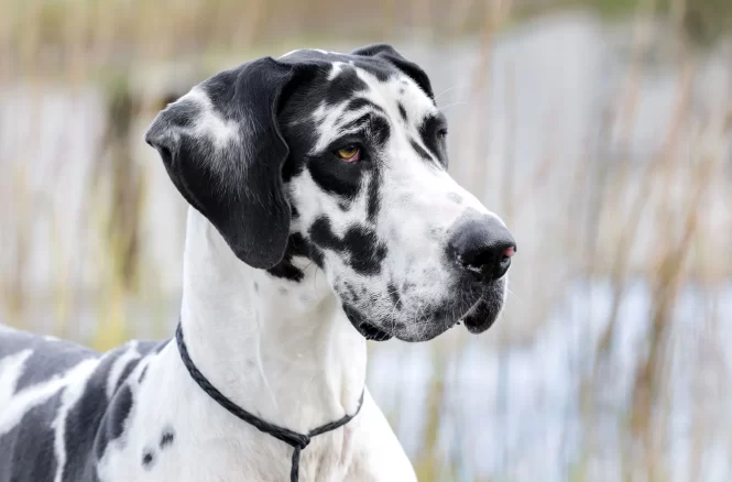 Physical Characteristics & Types of Harlequin Great Danes