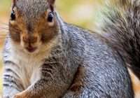 What Happens During Squirrel Hibernation?
