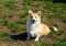 Physical Characteristics of the Corgi with Tail