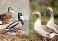 duck vs goose