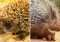 Hedgehog vs. Porcupine: A Comparison of Two Quilled Creatures