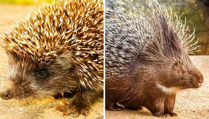Hedgehog vs. Porcupine: A Comparison of Two Quilled Creatures