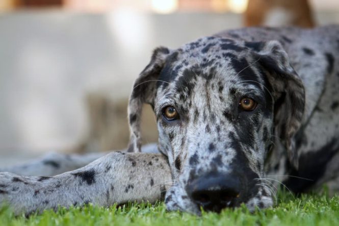 merle great dane puppy