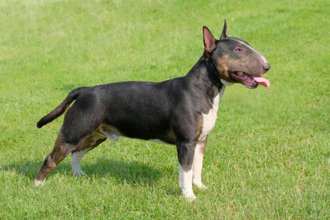 mini bull terrier