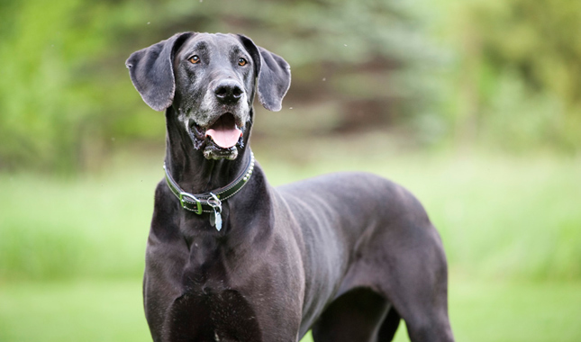 Characteristics of Black Great Danes