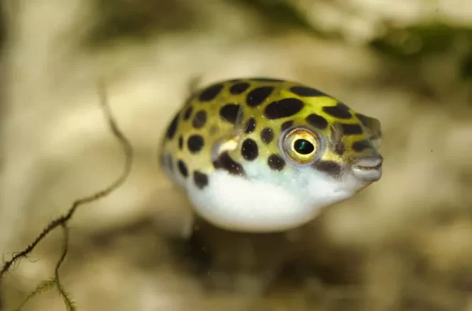 Characteristics of Freshwater Puffer Fish